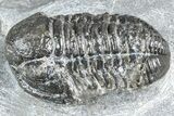Bargain, Gerastos Trilobite Fossil - Morocco #363937-3